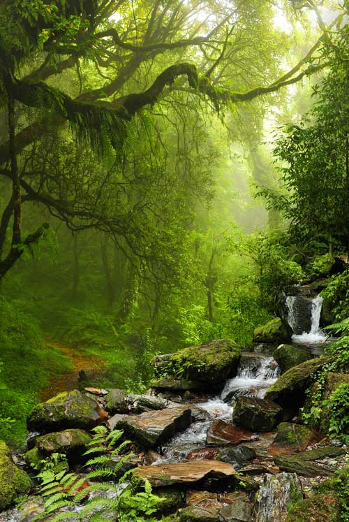 Regenwald und Bauchlauf Moosgrün